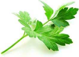 Frunză verde de pătrunjel pe fundal alb