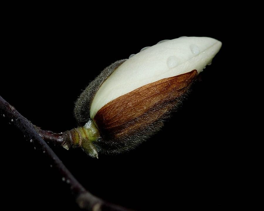Mugur de magnolie pe ramură, pe fundal negru