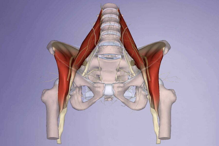Ilustrație anatomică a bazinului, cu mușchii psoas colorați în roșu
