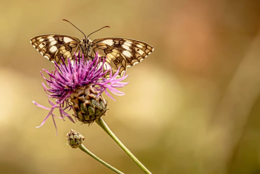 Fluture cu aripi maro-crem pe o floare violet de ciulin