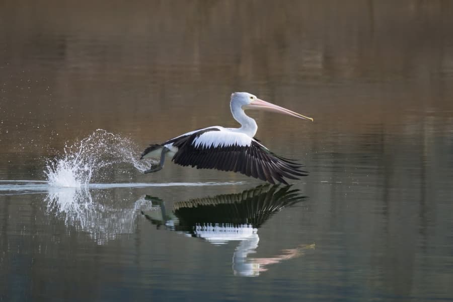 Pelican aterizând pe apă, cu stropi și reflexie