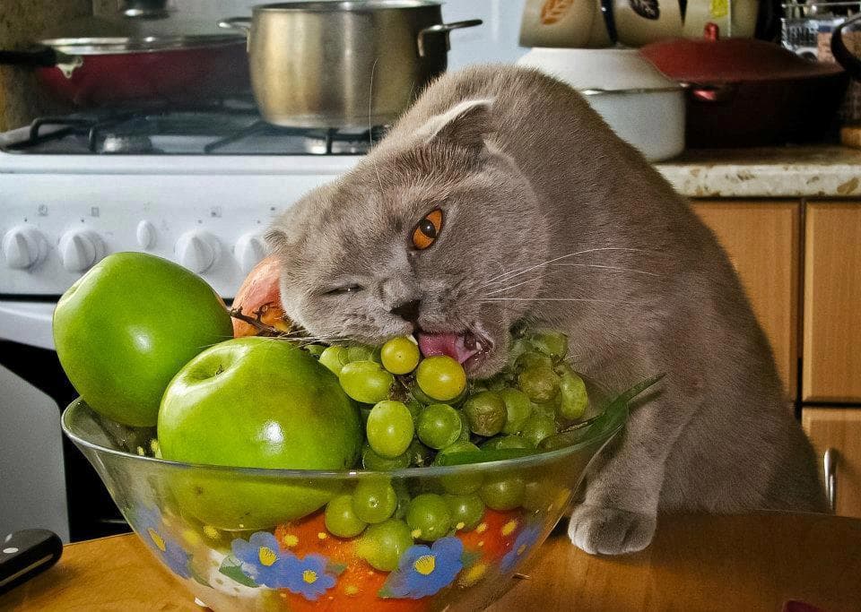 Pisică cenușie mâncând struguri dintr-un bol cu fructe