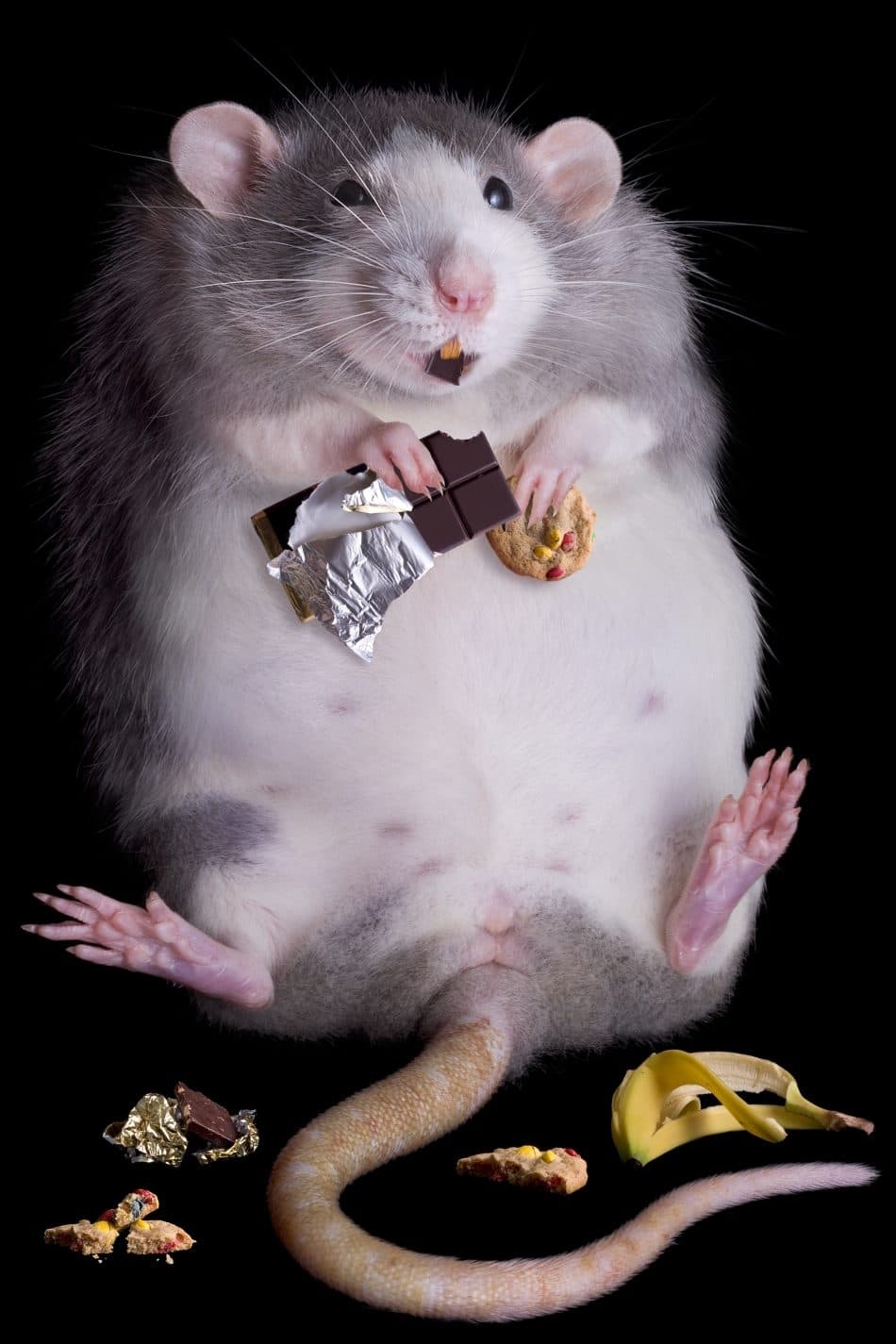 shutterstock-63438040