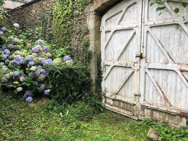 Hortensii lângă un zid de piatră și o poartă veche de lemn