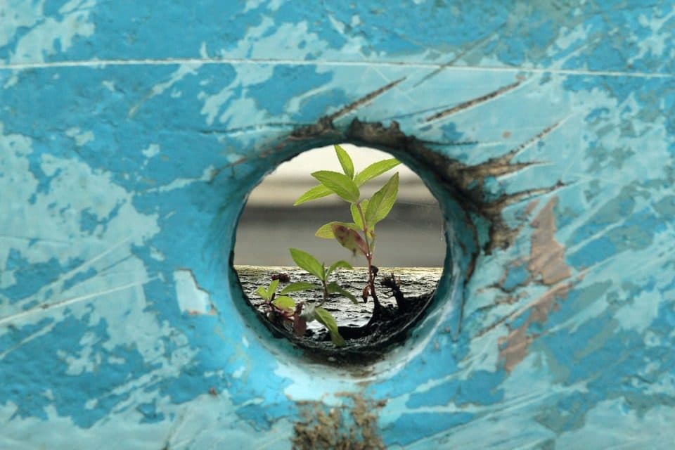 Lăstar verde văzut printr-o gaură ruginită în tablă albastră
