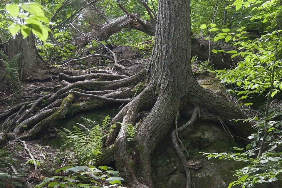 Rădăcini groase de copac încolăcite peste o stâncă din pădure