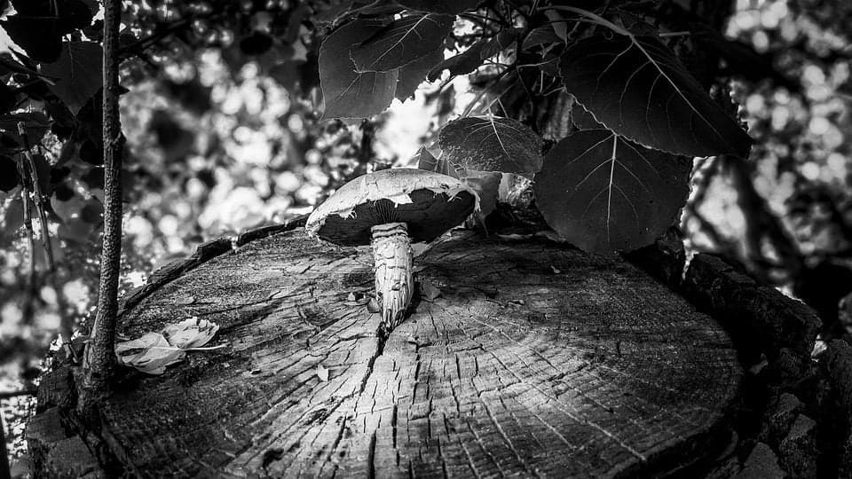 Fotografie alb-negru cu o ciupercă crescută pe un buștean tăiat