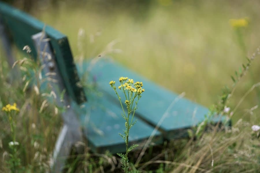 Floare galbenă de câmp în fața unei bănci verzi