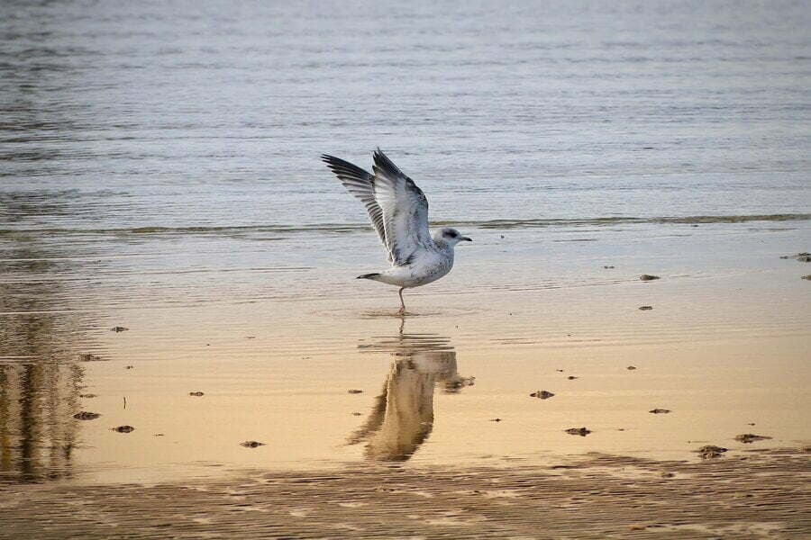 Pescăruș cu aripile deschise pe nisipul ud, cu reflexie