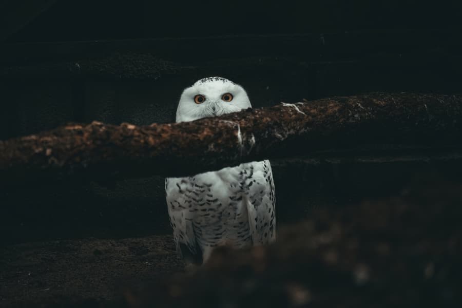 Bufniță albă privind de după o creangă, pe fundal întunecat
